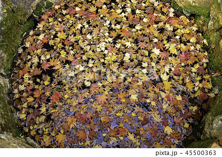 紅葉の井山宝福寺 45500363