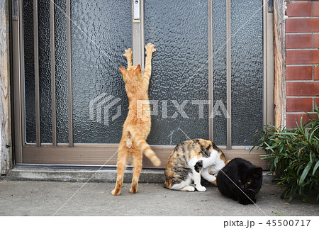 福岡県 相島のねこ (ごはんをねだる) 福岡県 相島のねこ (ごはんをねだる) 45500717