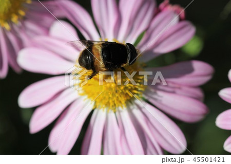 オオハナアブ（オス）０５ 45501421