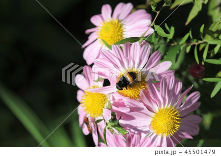 オオハナアブ（オス）１３ 45501479