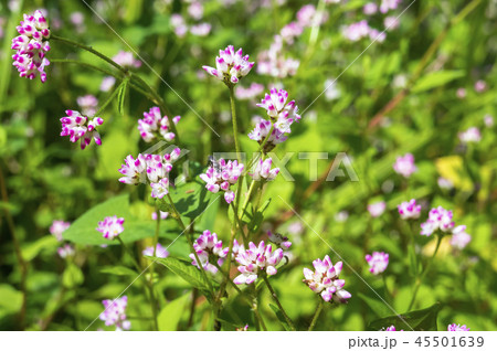 ミゾソバ ミゾソバ 45501639