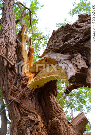 台風による倒木 45502030