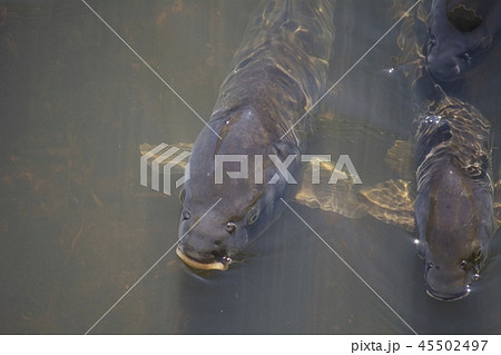 鯉 carp 鯉 carp 45502497
