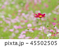 コスモス畑 45502505