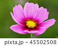 コスモスのアップ 45502508