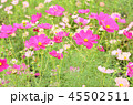 コスモス畑 45502511