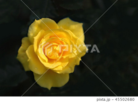 バラの花 バラの花 45502680