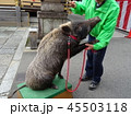 お手をするイノシシ　護王神社　京都 45503118