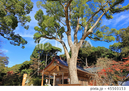 竈門神社(かまどじんじゃ)　福岡県太宰府市 45503153