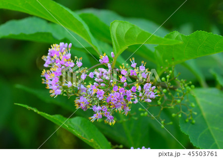 オオムラサキシキブ 45503761