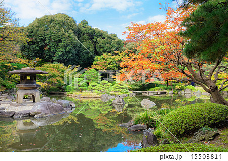 旧古河庭園の櫨の木の紅葉 旧古河庭園の櫨の木の紅葉 45503814