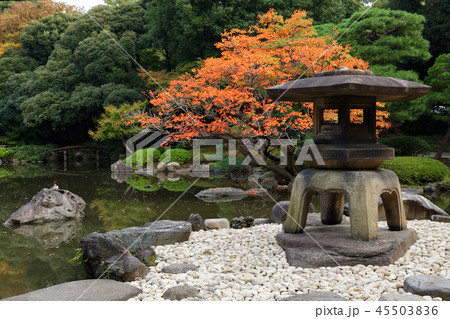旧古河庭園の櫨の木の紅葉と石灯ろう 45503836