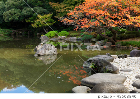 旧古河庭園の櫨の木の紅葉と石灯ろう 旧古河庭園の櫨の木の紅葉と石灯ろう 45503840