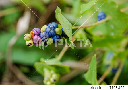 田舎の道端に小さく実っているイシミカワ 45503862