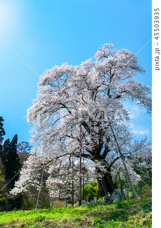 福島県川俣町 秋山の駒ザクラ 福島県川俣町 秋山の駒ザクラ 45503935