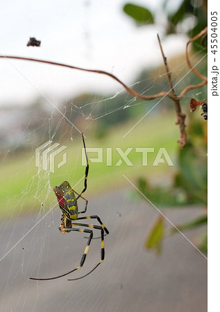 丸々と太った蜘蛛 丸々と太った蜘蛛 45504005