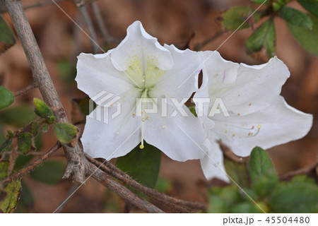 シロバナモチツツジ 45504480