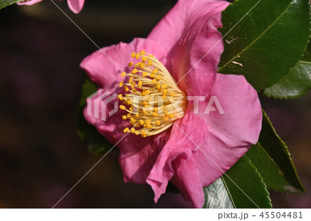 サザンカ（花大臣） 45504481