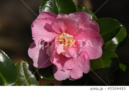 サザンカ サザンカ 45504483