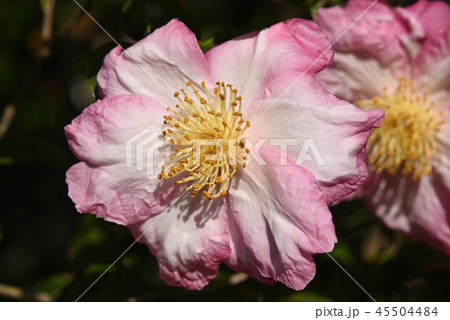 サザンカ（春雨錦） 45504484