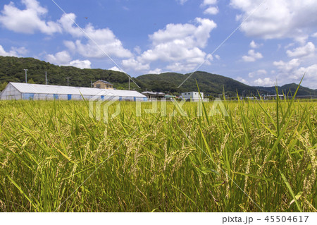 稲穂 保田の水田 夏景 稲穂 保田の水田 夏景 45504617
