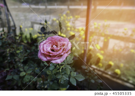 Closeup of blossom pink rose in glasshouse in dayt Closeup of blossom pink rose in glasshouse in dayt 45505335