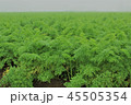 千葉県山武の農業、ニンジン畑 45505354