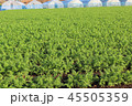 千葉県山武市の農業、ニンジン畑 45505359