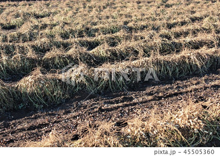千葉県八街市の農業、落花生の自然乾燥 千葉県八街市の農業、落花生の自然乾燥 45505360