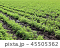 千葉県山武市の農業、ニンジン畑 45505362