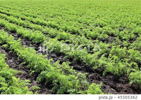 千葉県山武市の農業、ニンジン畑 45505362