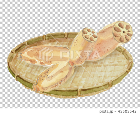 Lotus root lotus root Lotus root lotus root 45505542