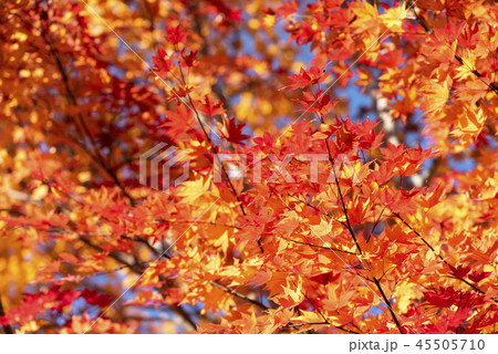 鮮やかな紅葉 鮮やかな紅葉 45505710
