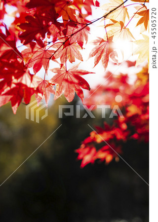紅葉と太陽（和風なトーン） 45505720