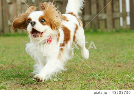 キャバリア 45505730