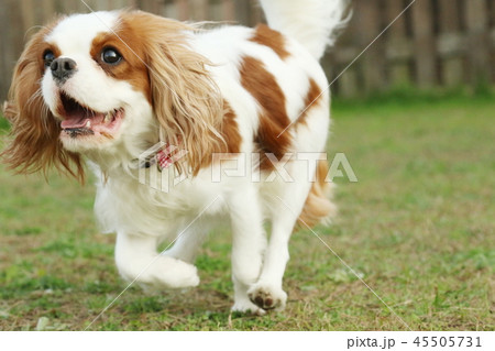 キャバリア 45505731