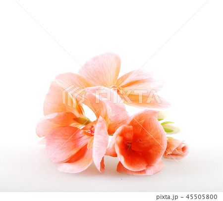 Geranium Pelargonium Flowers Isolated On White Geranium Pelargonium Flowers Isolated On White 45505800