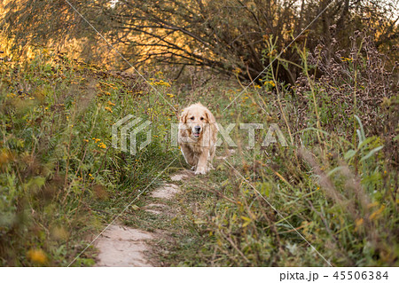 old golden retriever dog old golden retriever dog 45506384