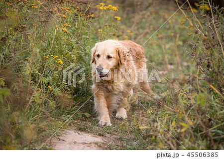 old golden retriever dog old golden retriever dog 45506385