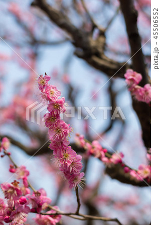 青空と梅の花 青空と梅の花 45506552
