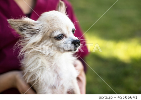 old chihuahua dog 45506641