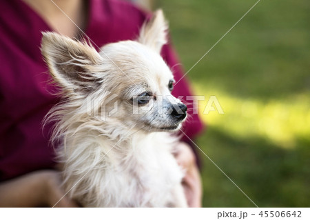 old chihuahua dog 45506642