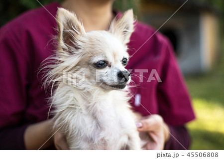 old chihuahua dog 45506808