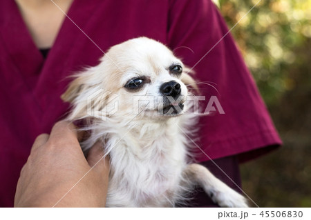 old chihuahua dog 45506830