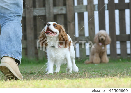 人と犬 45506860