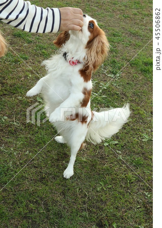 人と犬 45506862