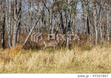 晩秋の釧路湿原　カヌーからの風景　エゾシカ 45507867