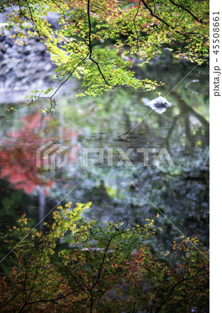 紅葉 紅葉 45508661