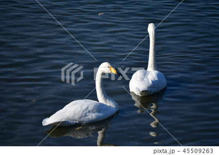 オオハクチョウの成鳥2羽、千葉県白井市、2018年11月 45509263