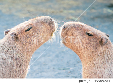カピバラ カピパラ オニテンジクネズミの写真素材 カピバラ カピパラ オニテンジクネズミの写真素材